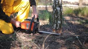 Best Tree and Shrub Care  in Irving, TX